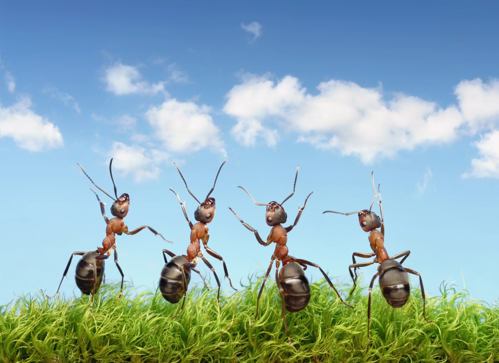 Our Pests Control Services