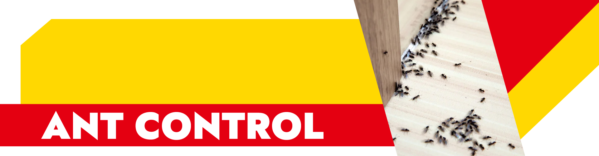 Ants control services near me