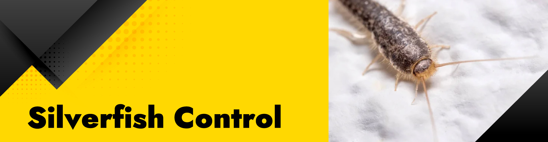 bed Silverfish control services