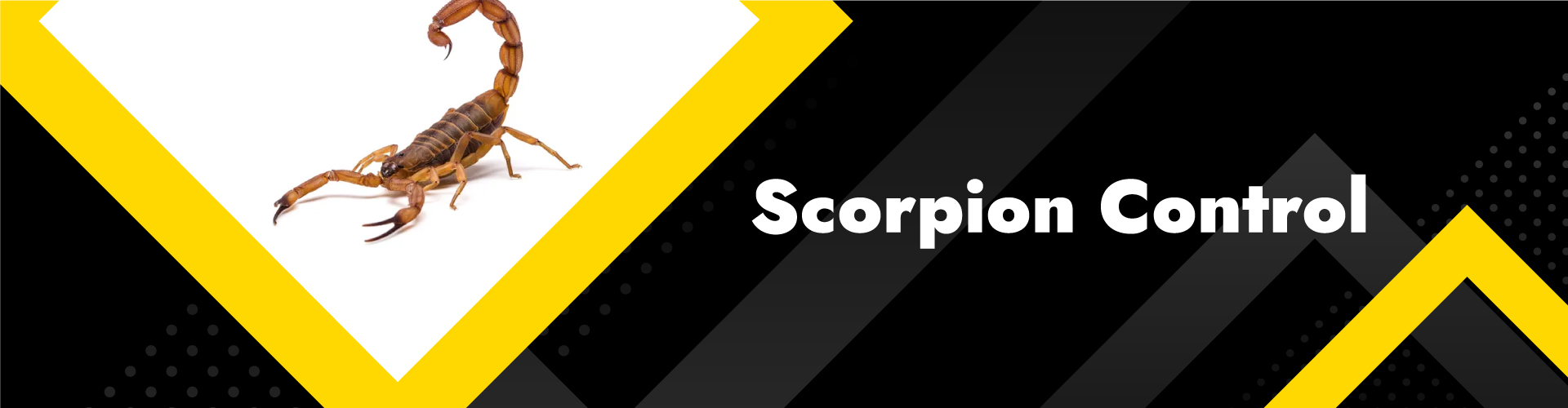 Scorpion control services