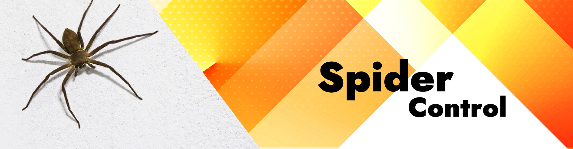 spider spider control services near me