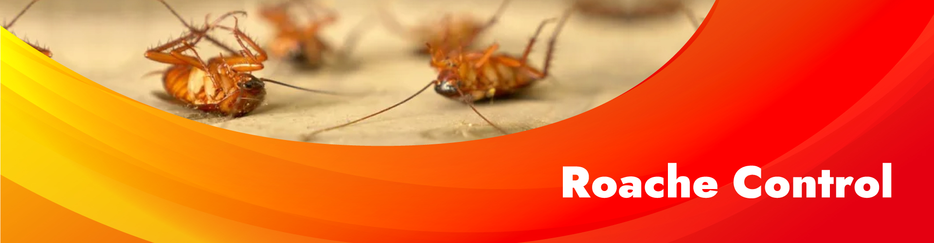 terminte Roache control services