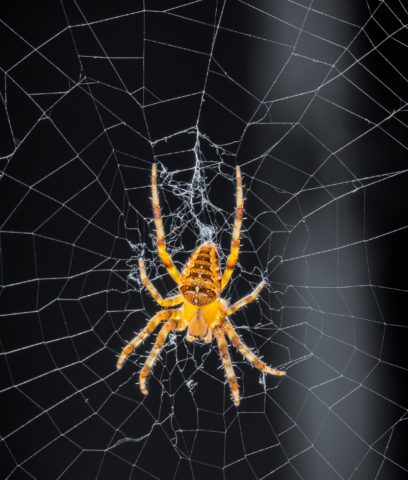 10 best Spider control near me