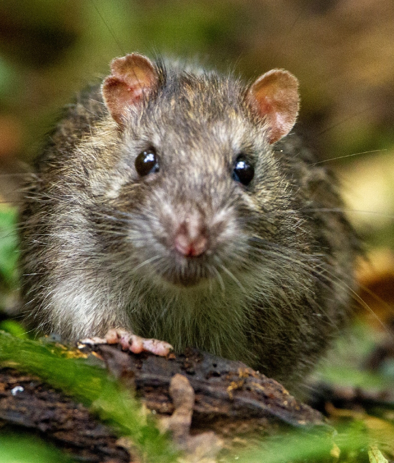 11 best Rodent Control near me