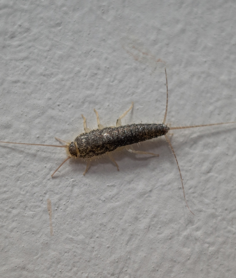 6 best Silverfish Control near me