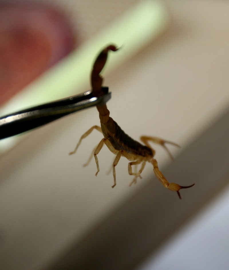 best Scorpion control near me