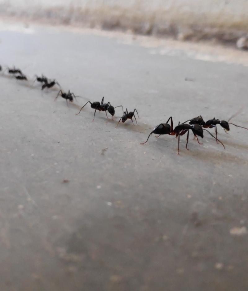 best Ants control near me